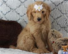 goldendoodles puppy posted by breeders