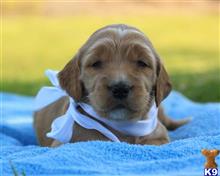 goldendoodles puppy posted by breeders
