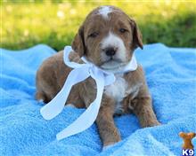 goldendoodles puppy posted by breeders