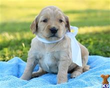 goldendoodles puppy posted by breeders