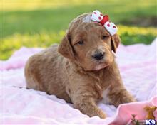goldendoodles puppy posted by breeders