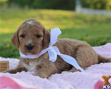 goldendoodles puppy posted by breeders