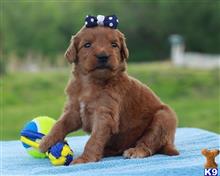 goldendoodles puppy posted by breeders