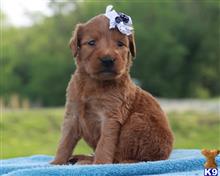 goldendoodles puppy posted by breeders