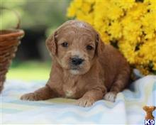 goldendoodles puppy posted by breeders