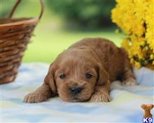 goldendoodles puppy posted by breeders