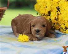 goldendoodles puppy posted by breeders