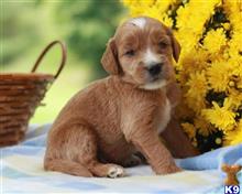 goldendoodles puppy posted by breeders