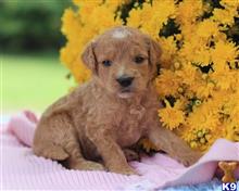 goldendoodles puppy posted by breeders