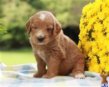 goldendoodles puppy posted by breeders