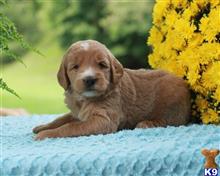 goldendoodles puppy posted by breeders