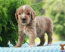goldendoodles puppy posted by breeders
