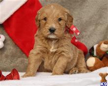 goldendoodles puppy posted by breeders