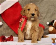goldendoodles puppy posted by breeders