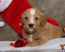 goldendoodles puppy posted by breeders