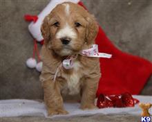 goldendoodles puppy posted by breeders