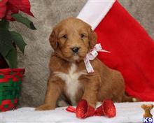 goldendoodles puppy posted by breeders