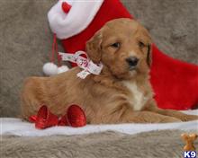 goldendoodles puppy posted by breeders