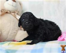 goldendoodles puppy posted by breeders