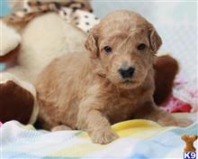 goldendoodles puppy posted by breeders