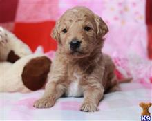 goldendoodles puppy posted by breeders