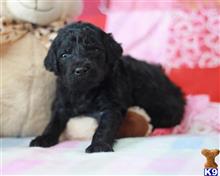 goldendoodles puppy posted by breeders