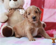 goldendoodles puppy posted by breeders