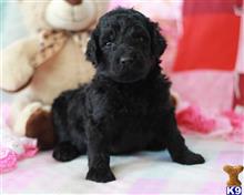 goldendoodles puppy posted by breeders