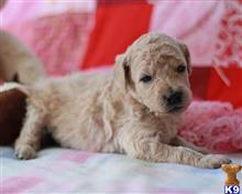 goldendoodles puppy posted by breeders