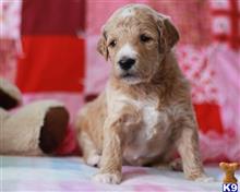 goldendoodles puppy posted by breeders