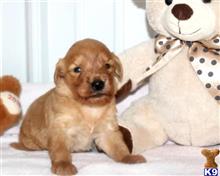 goldendoodles puppy posted by breeders