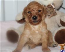 goldendoodles puppy posted by breeders
