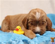 goldendoodles puppy posted by breeders