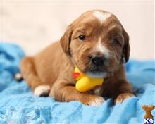 goldendoodles puppy posted by breeders