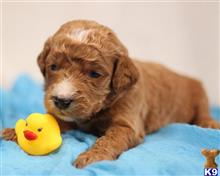 goldendoodles puppy posted by breeders