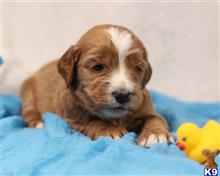 goldendoodles puppy posted by breeders