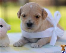goldendoodles puppy posted by breeders