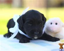 goldendoodles puppy posted by breeders