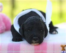 goldendoodles puppy posted by breeders