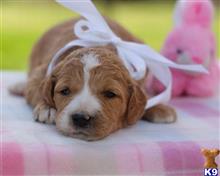 goldendoodles puppy posted by breeders