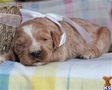 goldendoodles puppy posted by breeders