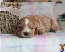 goldendoodles puppy posted by breeders