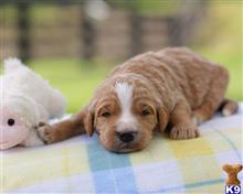 goldendoodles puppy posted by breeders