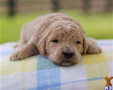 goldendoodles puppy posted by breeders