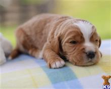 goldendoodles puppy posted by breeders