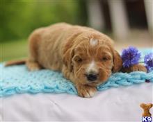 goldendoodles puppy posted by breeders