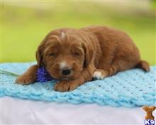 goldendoodles puppy posted by breeders