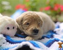 goldendoodles puppy posted by breeders