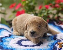 goldendoodles puppy posted by breeders