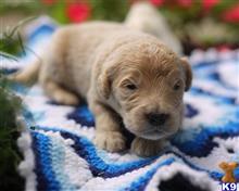 goldendoodles puppy posted by breeders